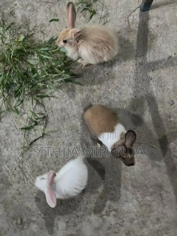 Rabbits