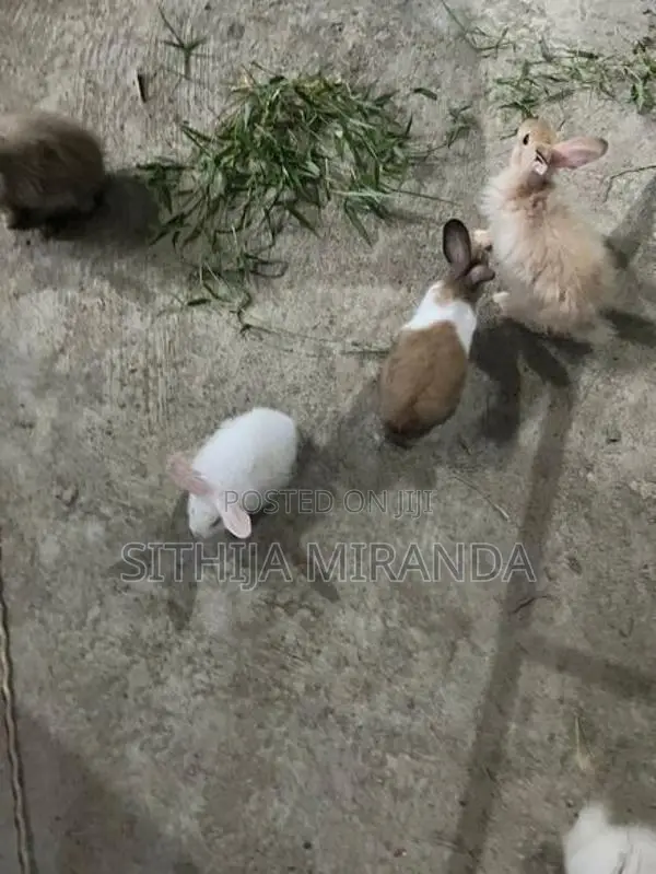 Rabbits