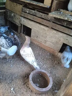 Pigeon