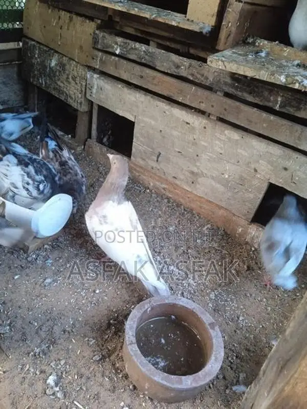 Pigeon
