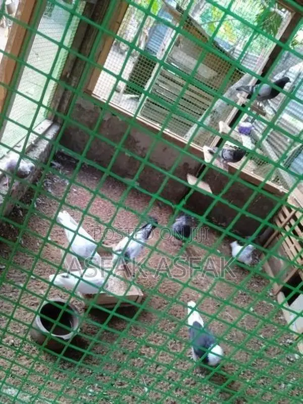 Pigeon
