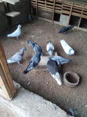 Pigeon