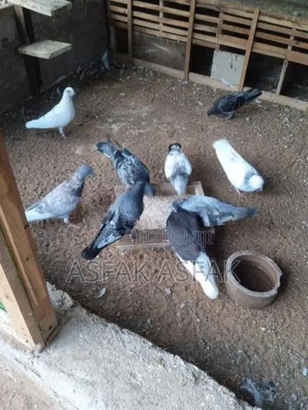 Pigeon
