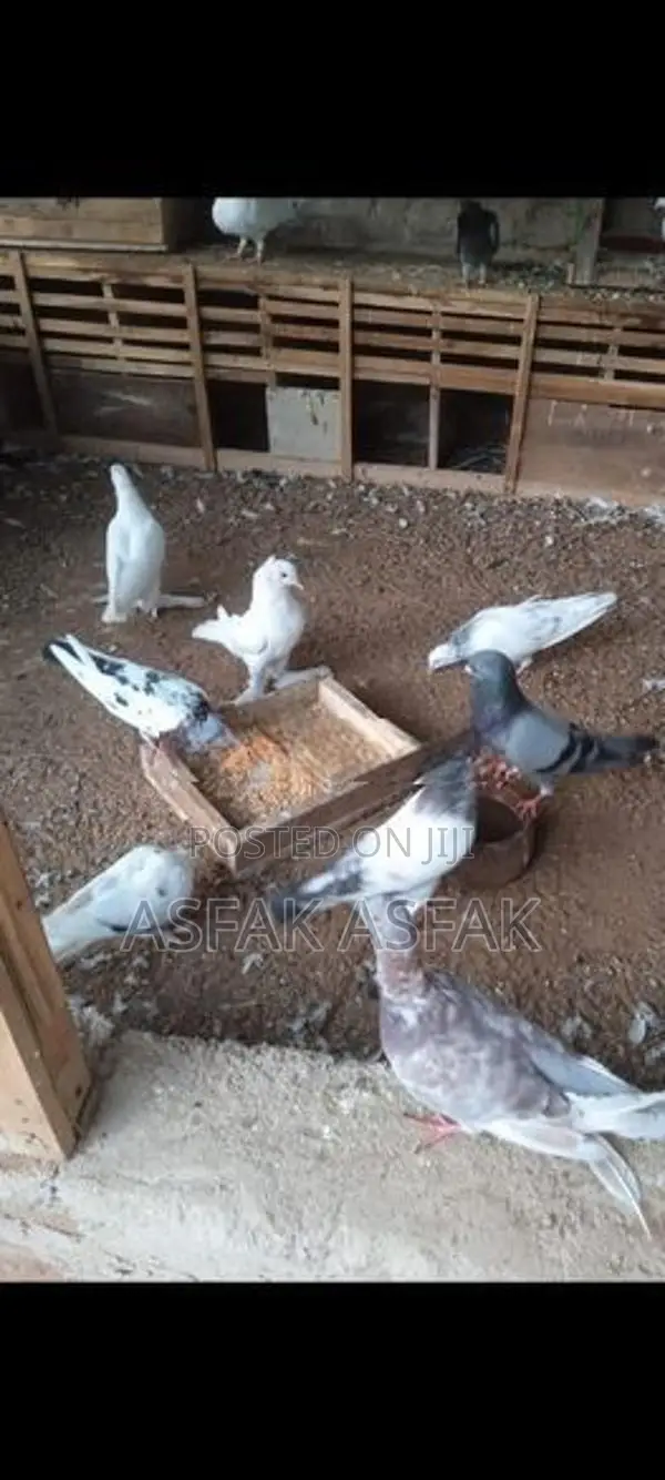 Pigeon