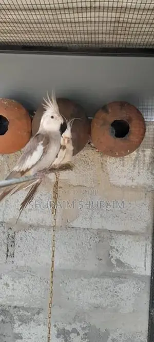 Cockatiel Birds