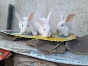 Rabbits