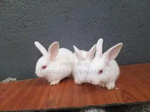 Rabbits