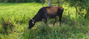Milk Cow