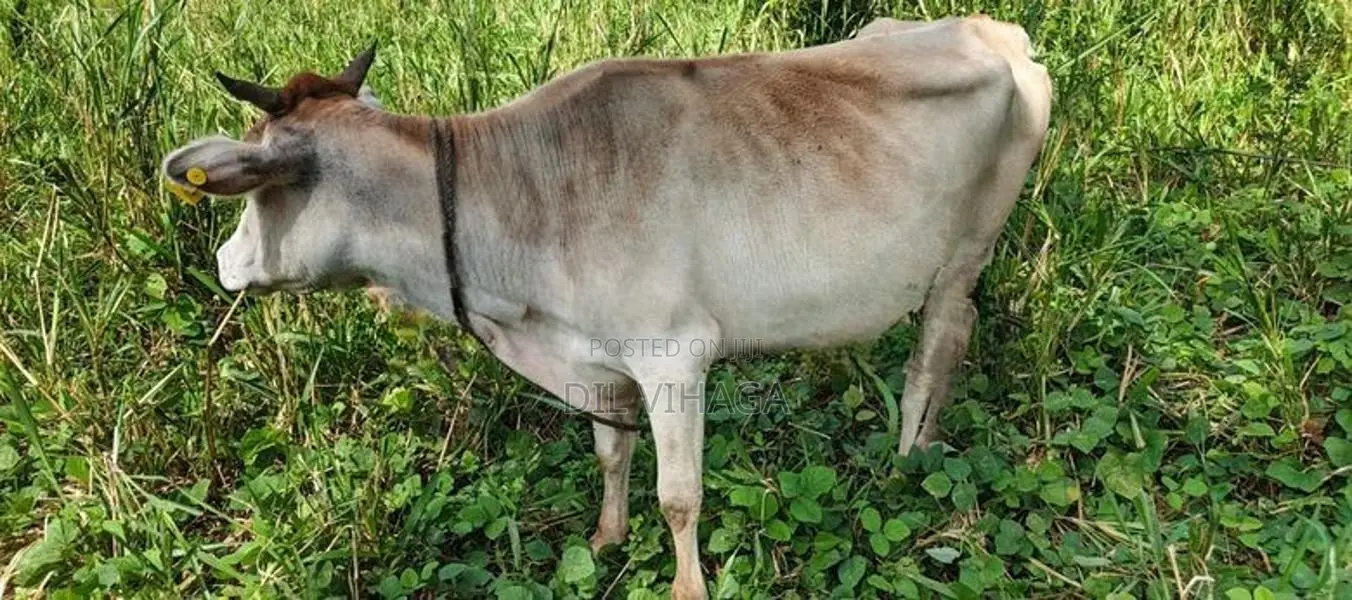 Milk Cow