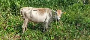 Milk Cow