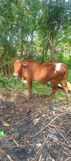 Milk Cow
