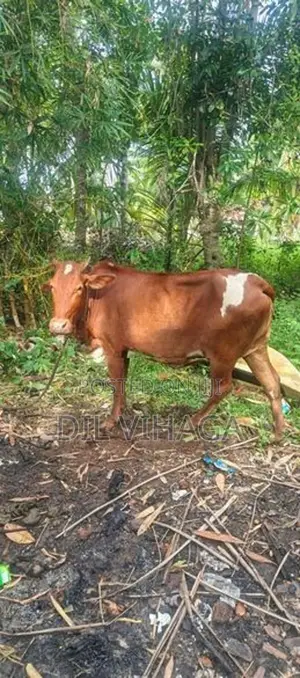 Milk Cow