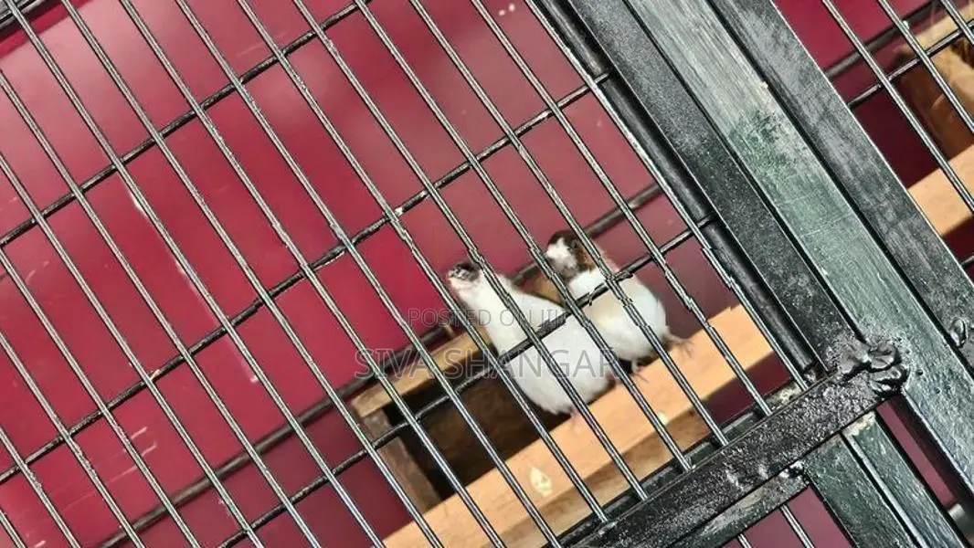 Finches Pair