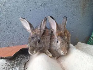 Rabbits