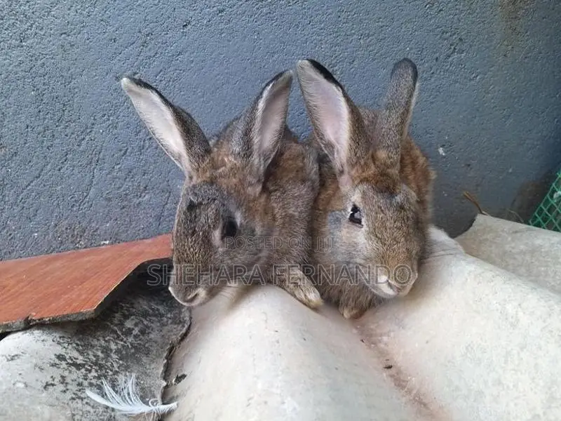 Rabbits