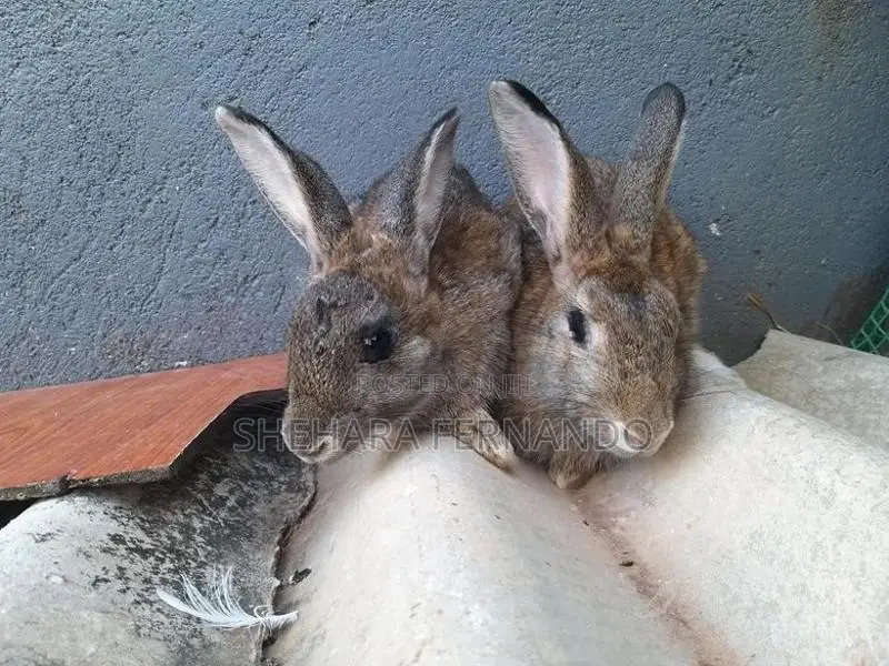 Rabbits