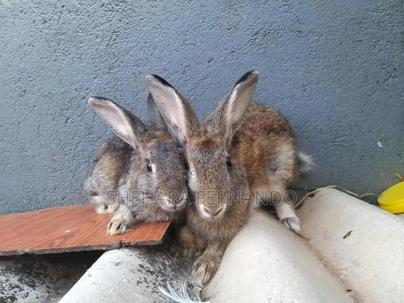 Rabbits