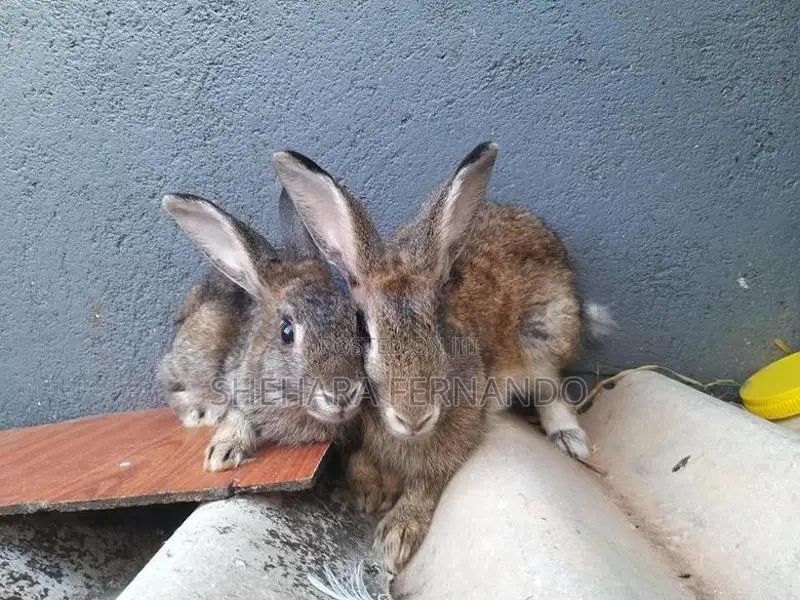 Rabbits