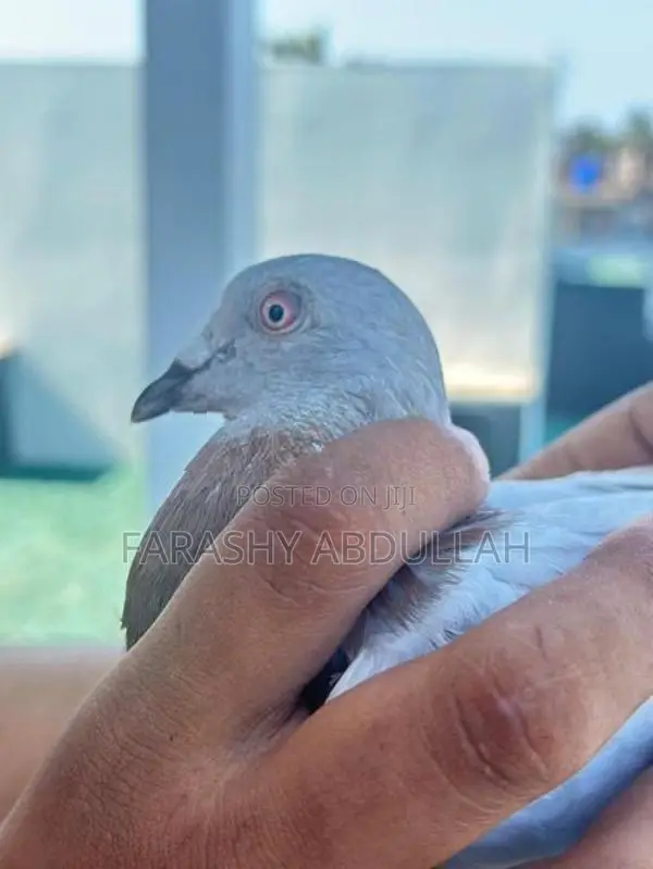 Racing Homer Red Bar Pigeon