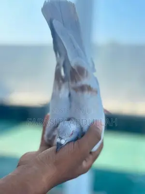 Racing Homer Red Bar Pigeon