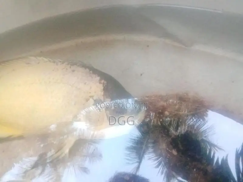 ඔස්ක මාලුවෙකූ