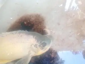 ඔස්ක මාලුවෙකූ