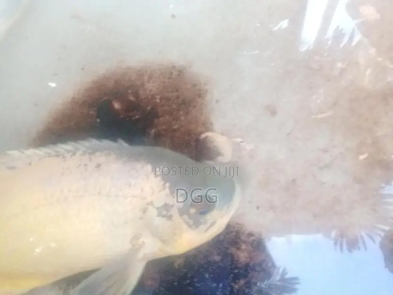 ඔස්ක මාලුවෙකූ