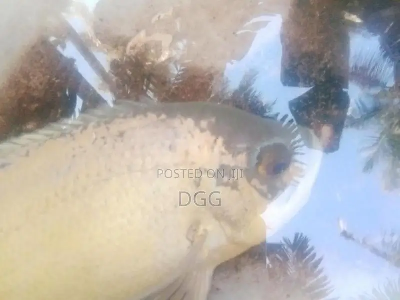 ඔස්ක මාලුවෙකූ