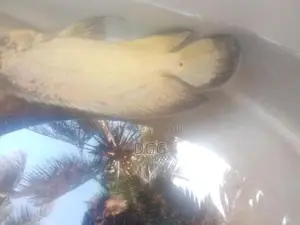 ඔස්ක මාලුවෙකූ