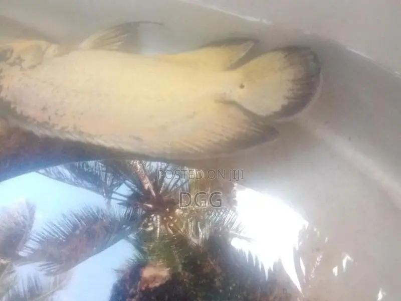 ඔස්ක මාලුවෙකූ