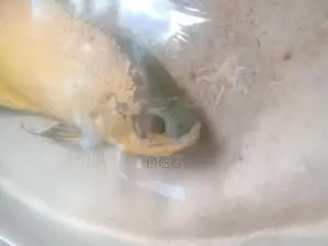 ඔස්ක මාලුවෙකූ