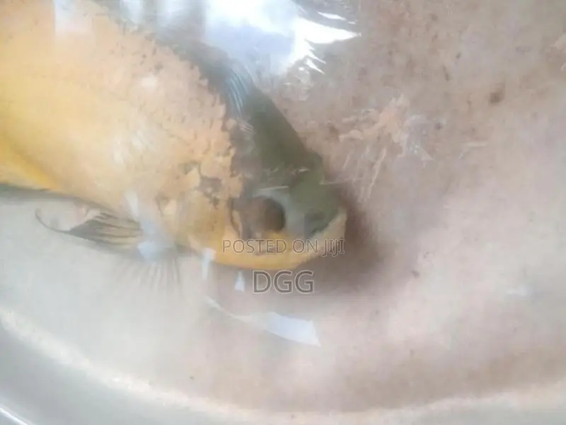 ඔස්ක මාලුවෙකූ