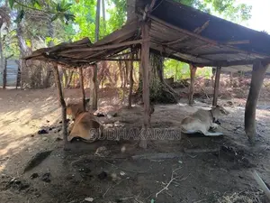மாடுகள்