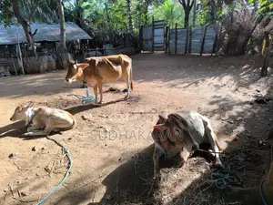 மாடுகள்