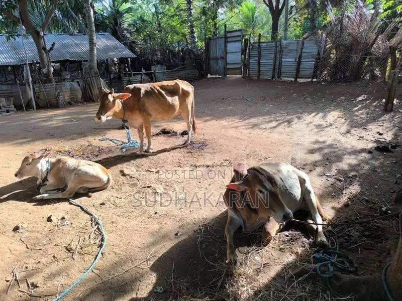 மாடுகள்