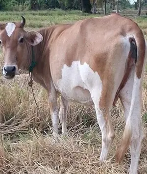 කිරි ගවයින්