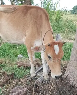 කිරි ගවයින්