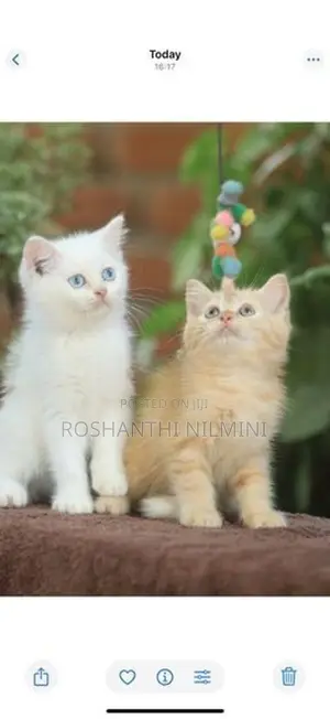 Persian Cats
