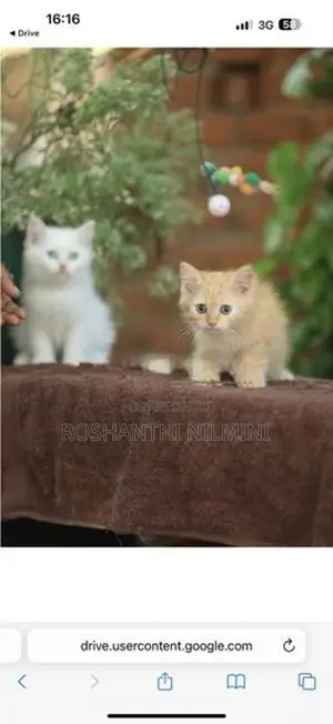 Persian Cats