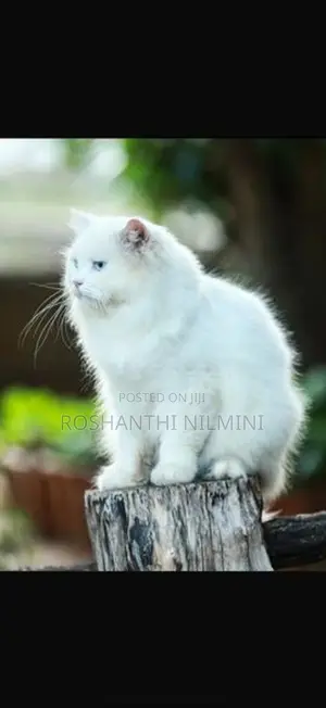 Persian Cats