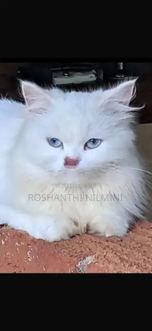 Persian Cats