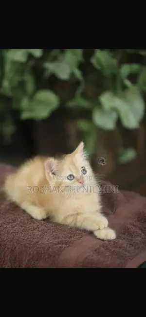 Persian Cats