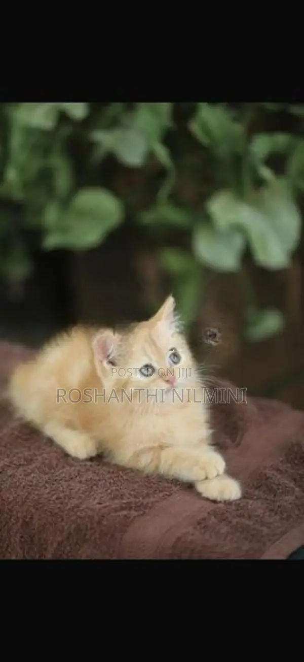 Persian Cats