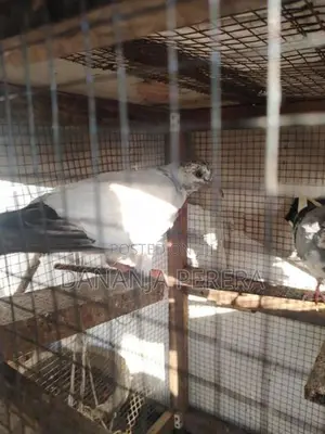Pigeons