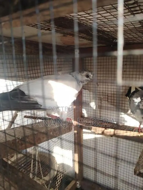 Pigeons