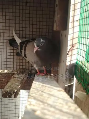Pigeons