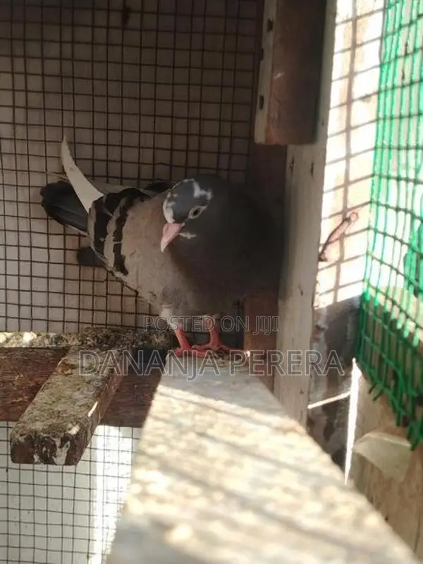 Pigeons