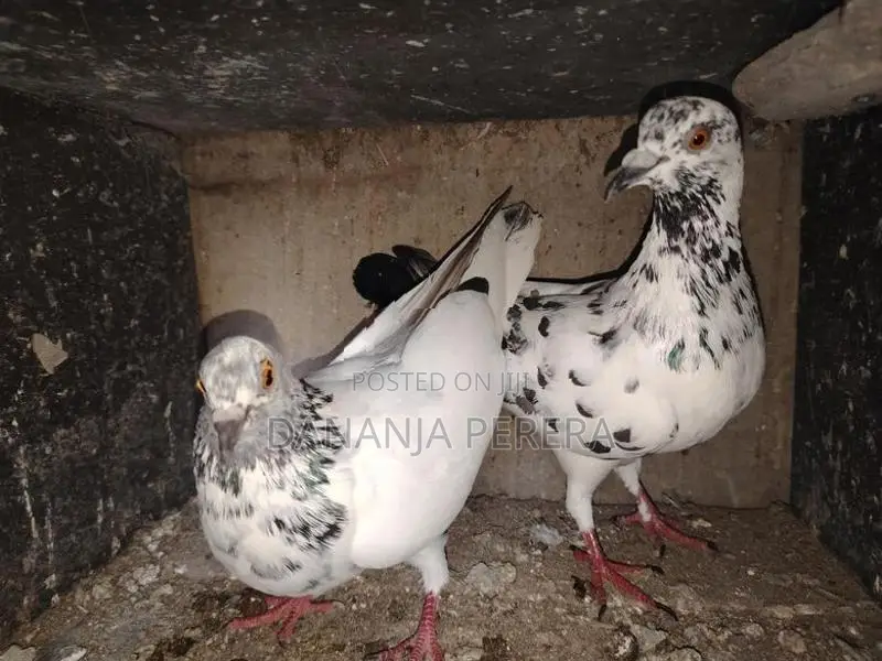 Pigeons