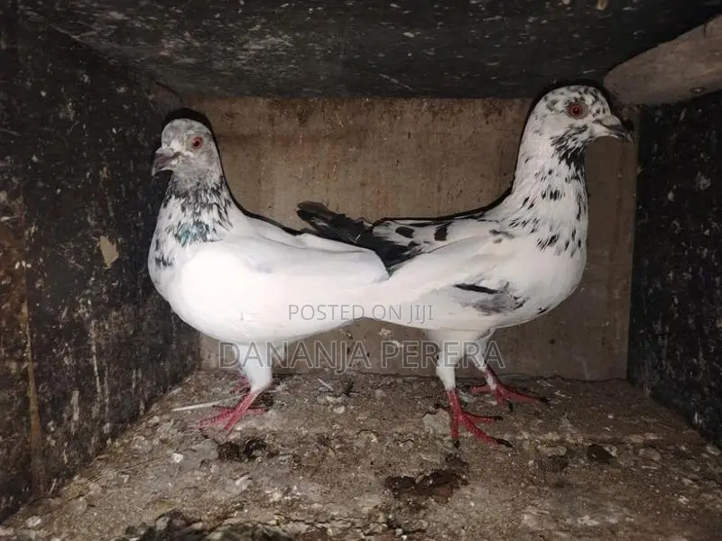 Pigeons