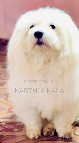 Coton de Tulear Puppy